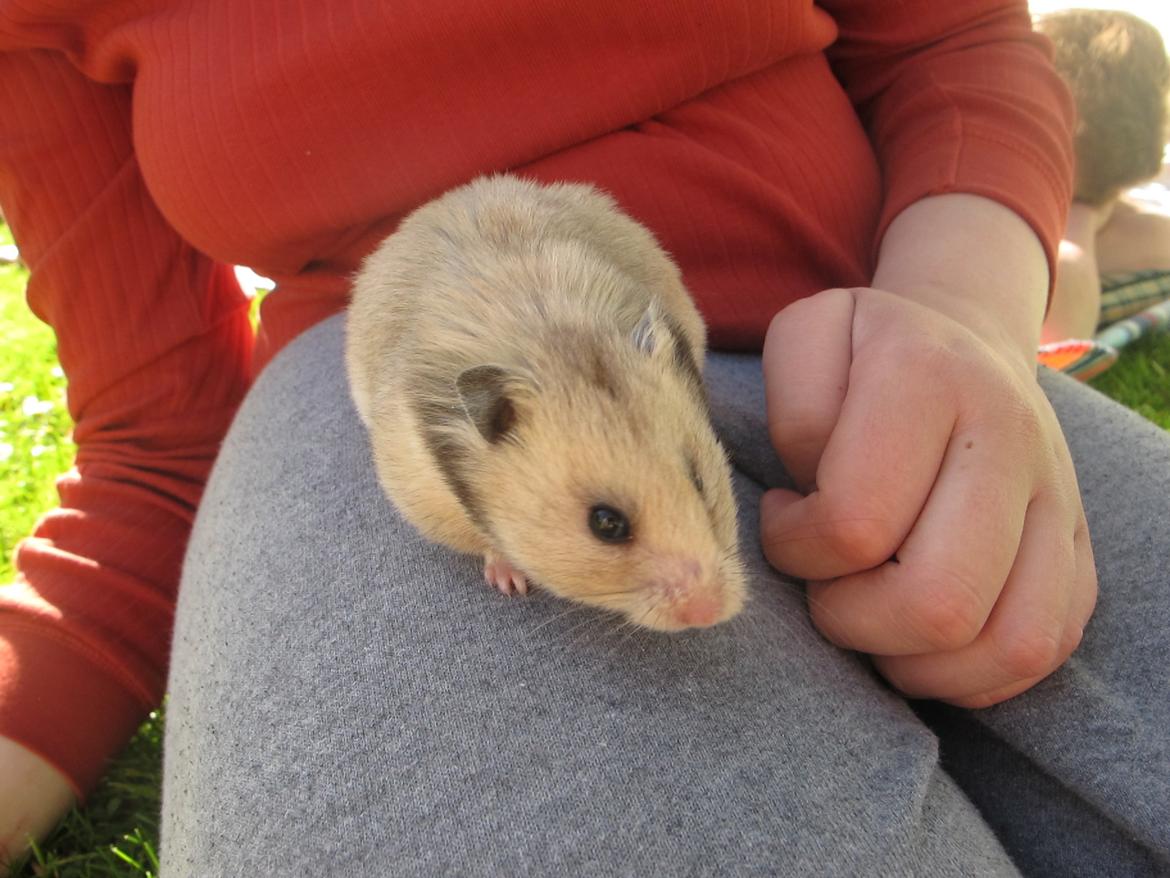 Hamster Lady Maryon billede 7