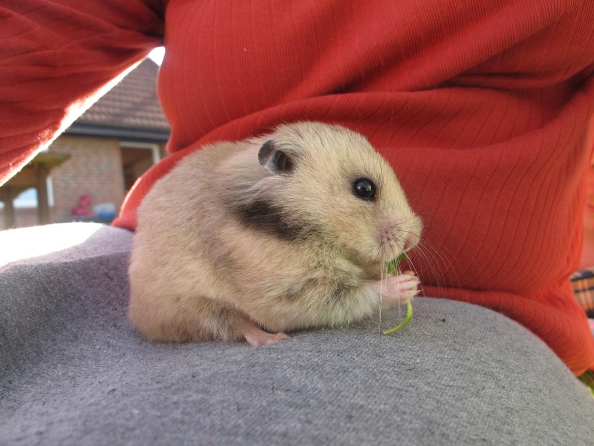 Hamster Lady Maryon billede 8