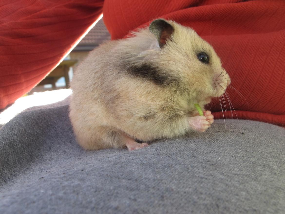 Hamster Lady Maryon billede 9