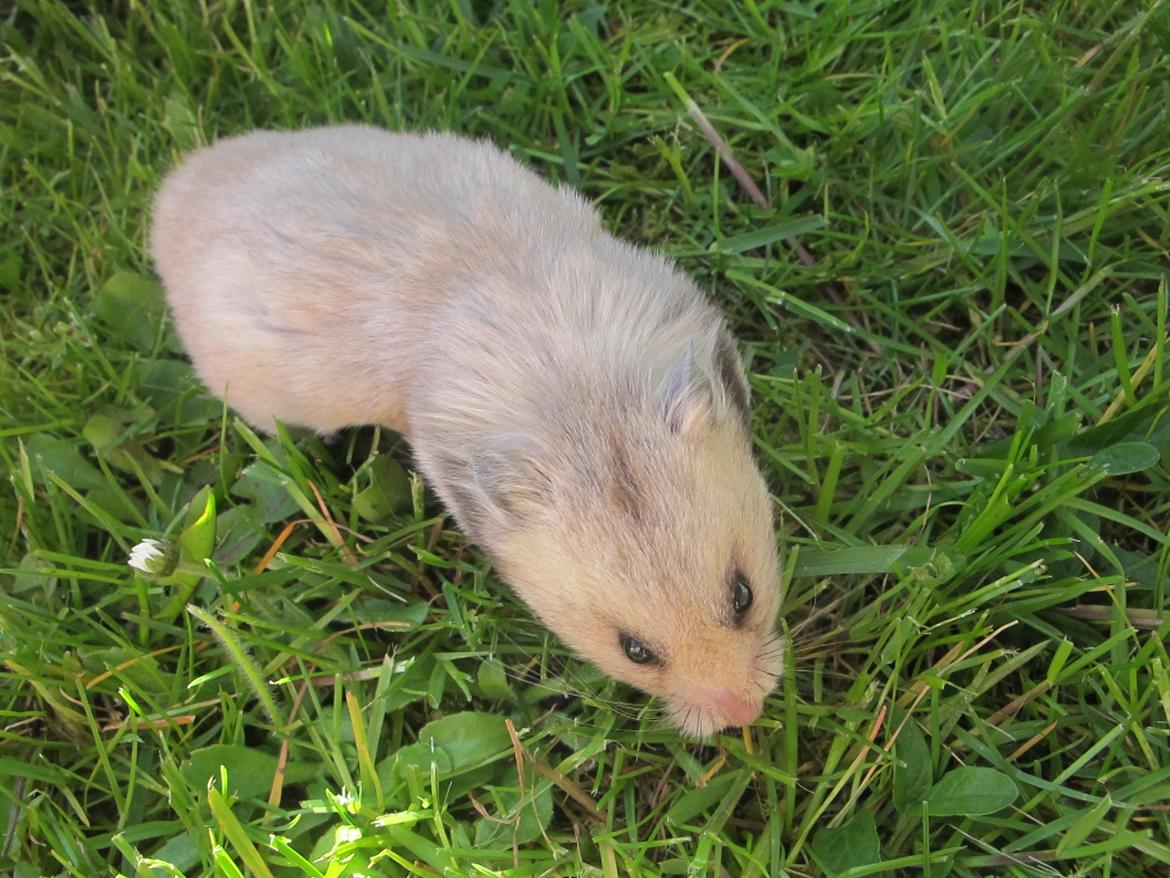 Hamster Lady Maryon billede 10