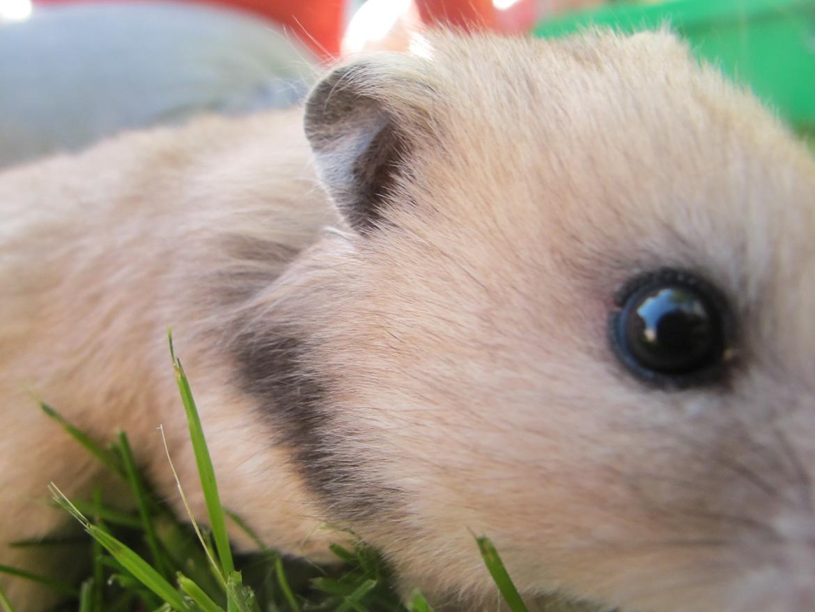 Hamster Lady Maryon billede 11