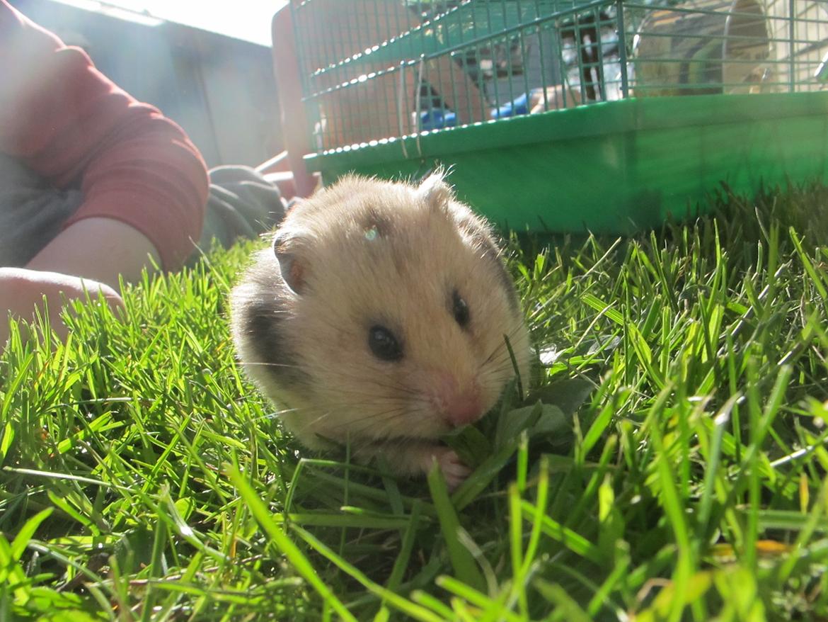 Hamster Lady Maryon billede 12