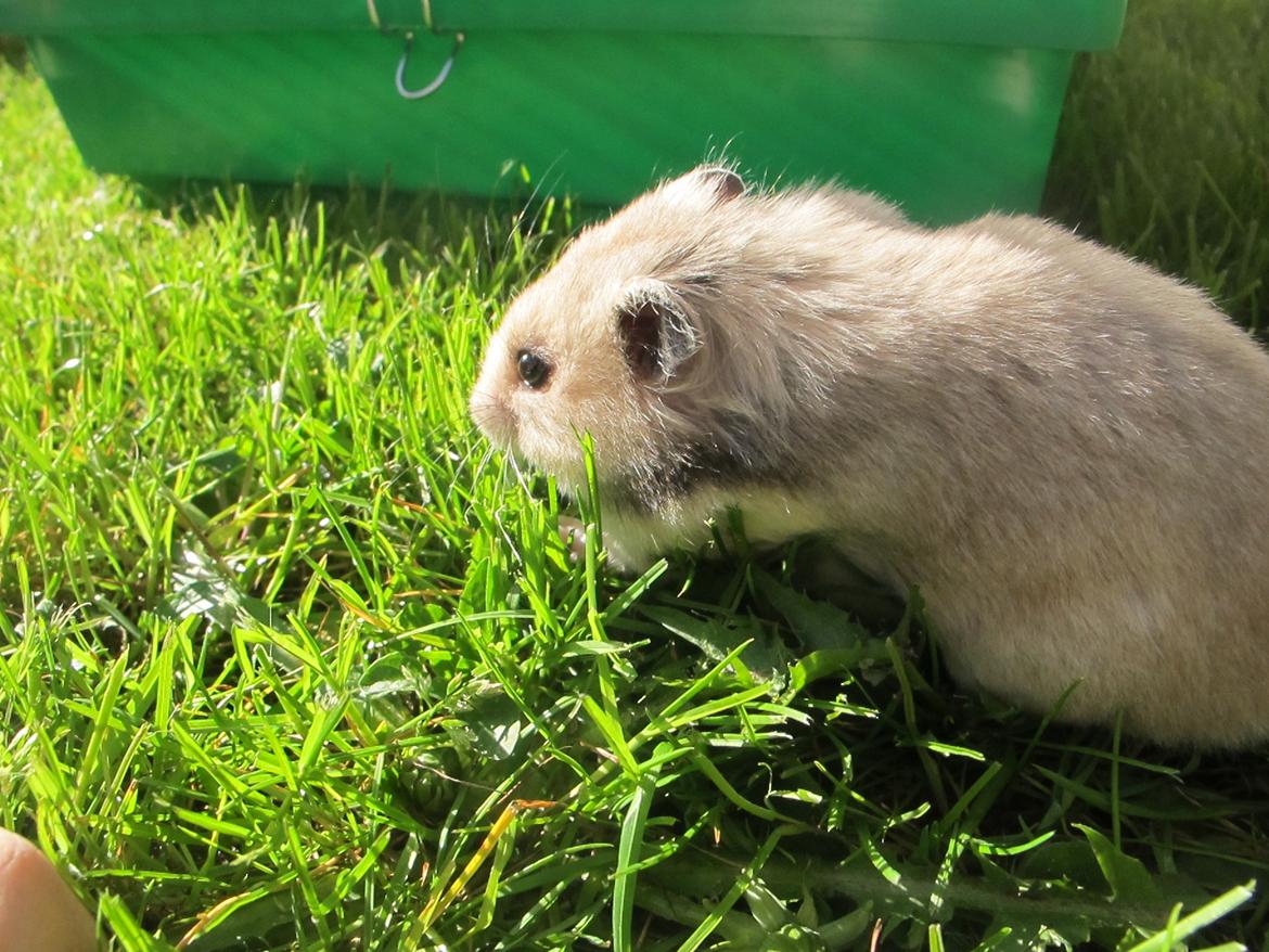 Hamster Lady Maryon billede 13