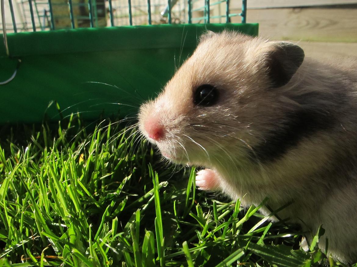 Hamster Lady Maryon billede 14