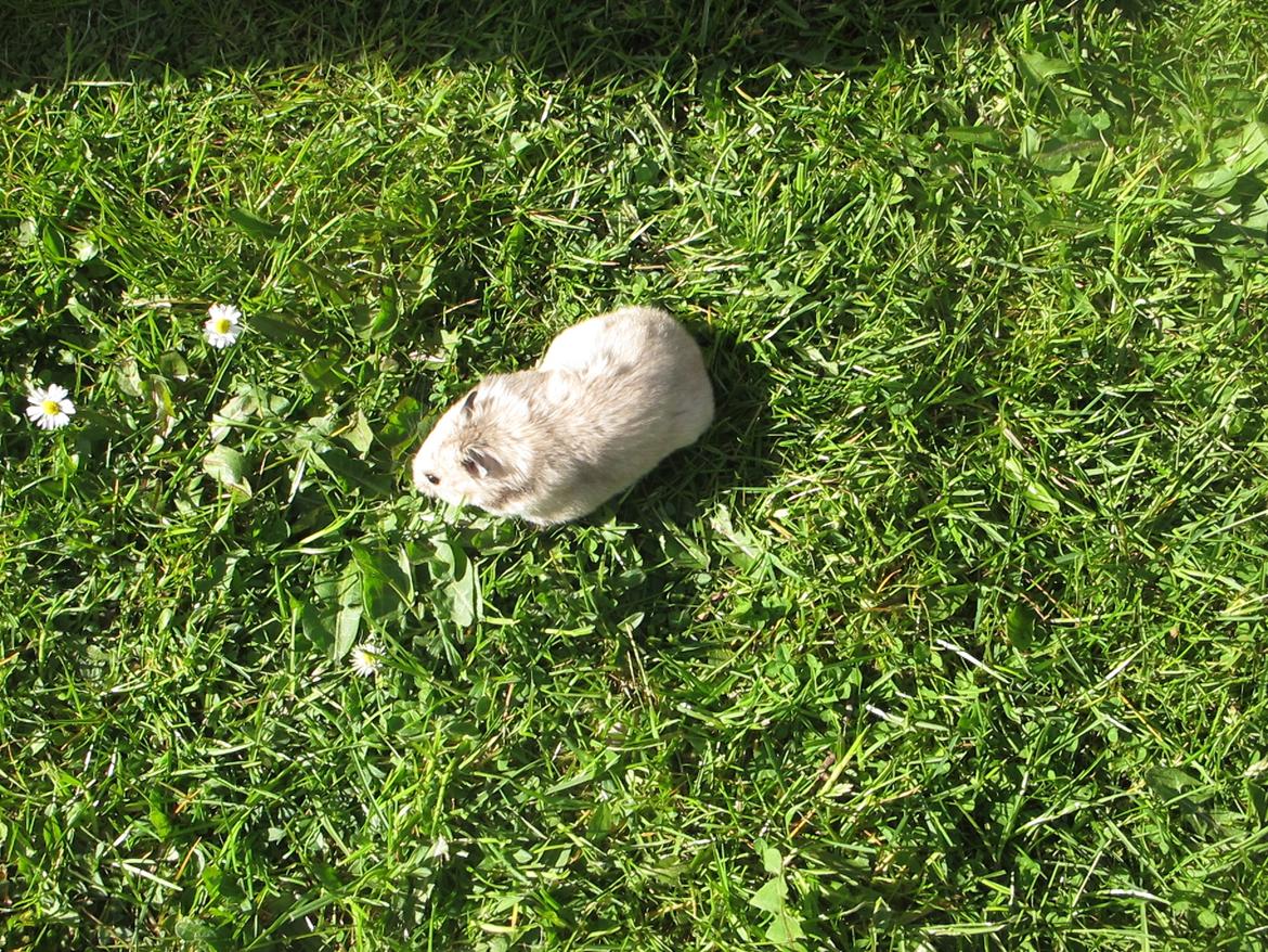 Hamster Lady Maryon billede 15