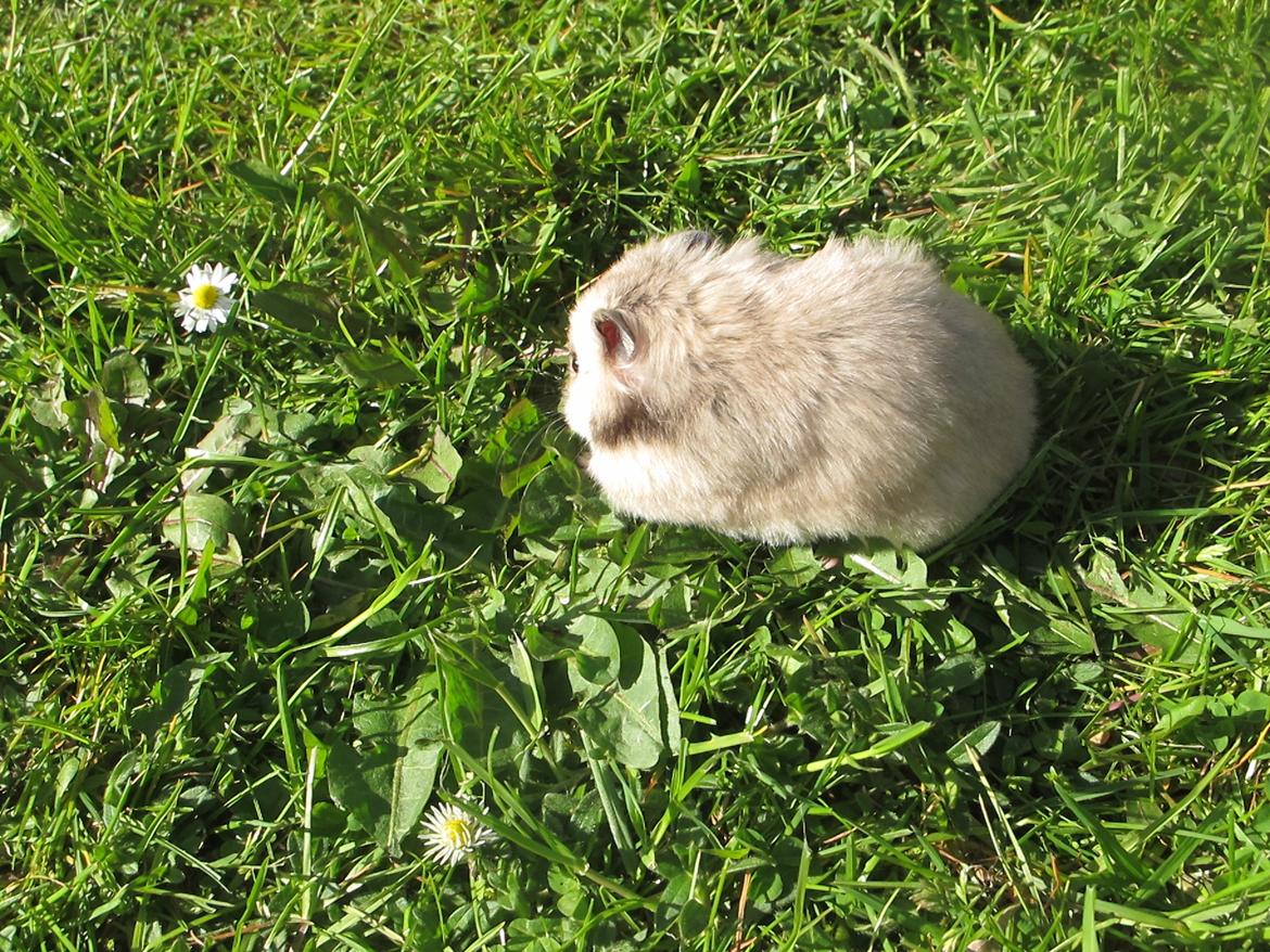 Hamster Lady Maryon billede 16