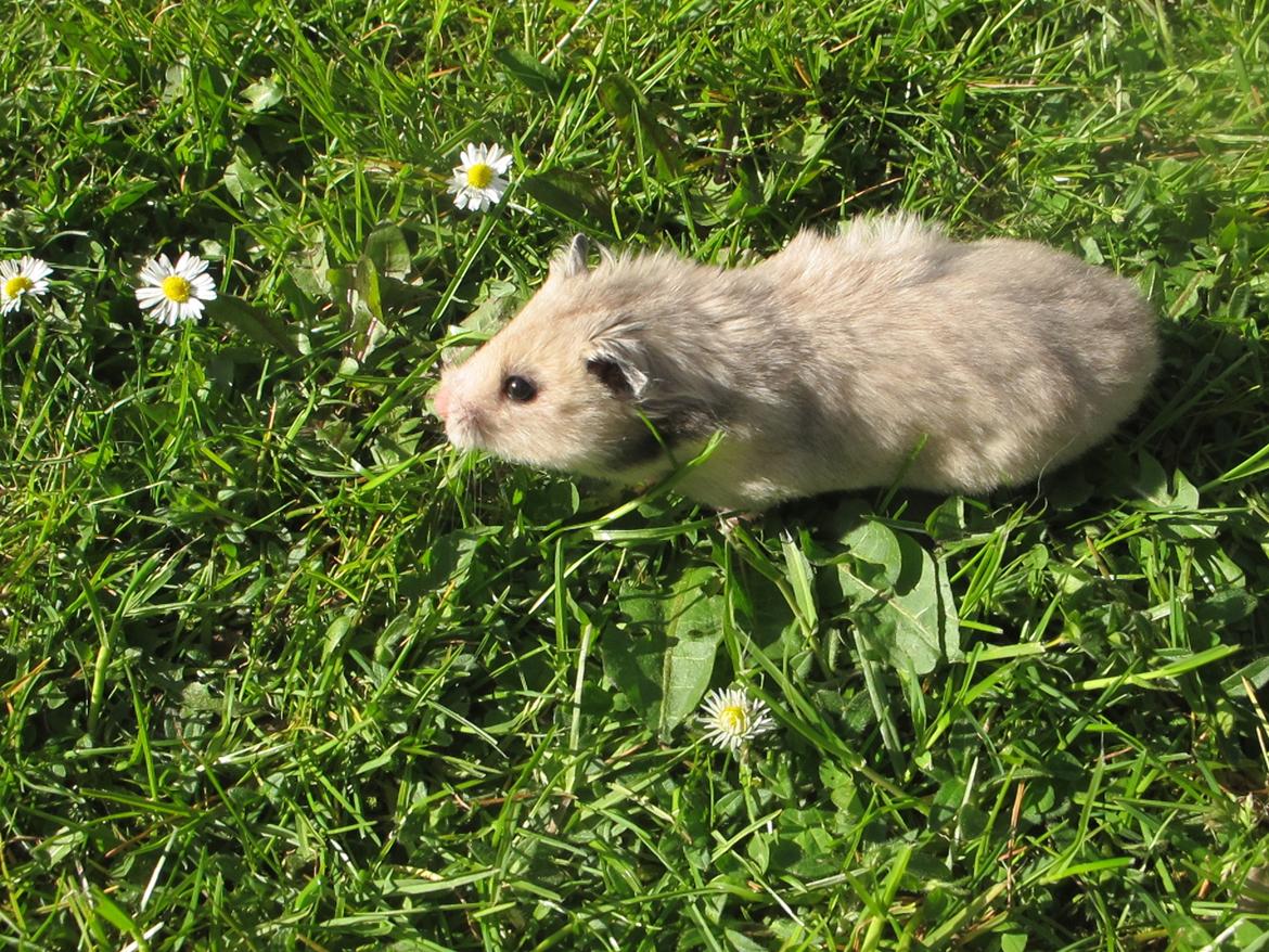 Hamster Lady Maryon billede 17