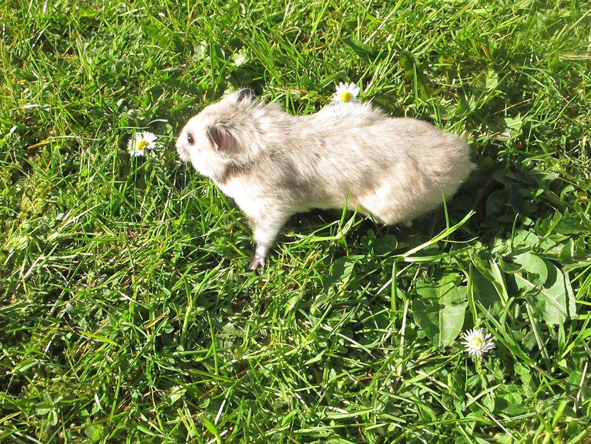 Hamster Lady Maryon billede 18