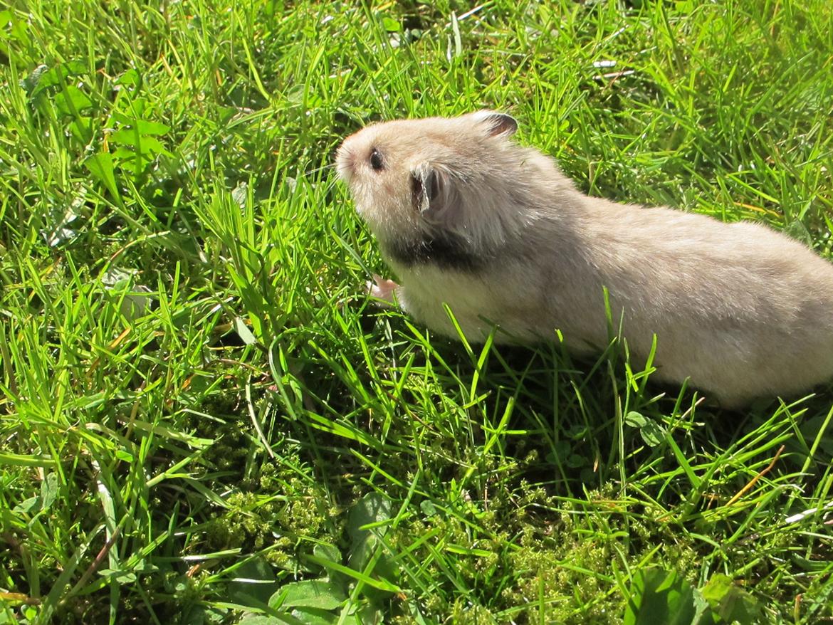 Hamster Lady Maryon billede 19