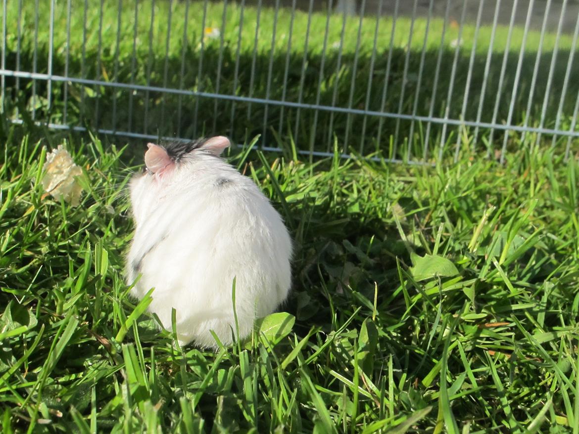 Dværghamster Rico billede 10