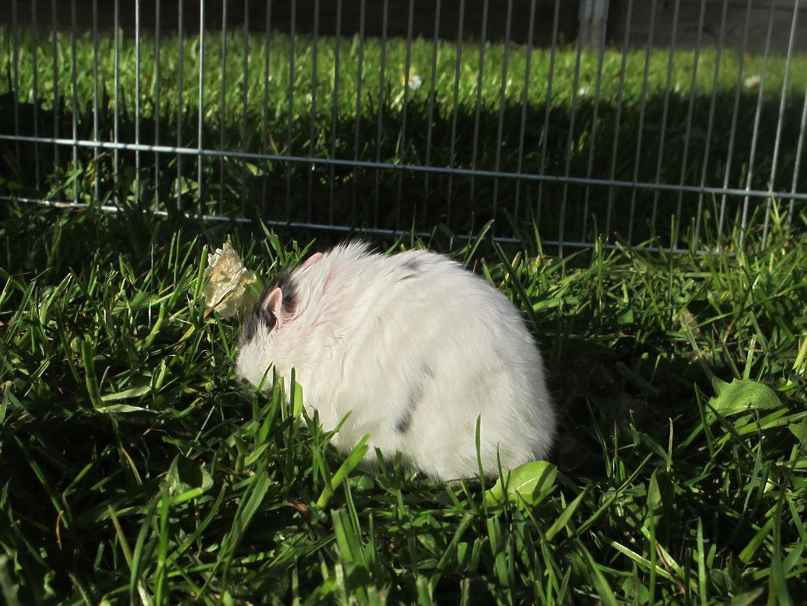 Dværghamster Rico billede 11