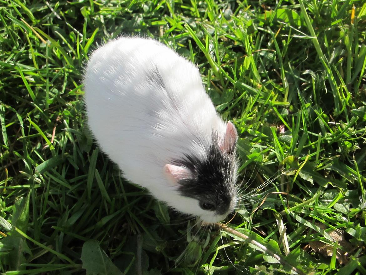 Dværghamster Rico billede 12