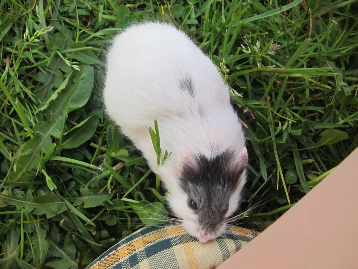 Dværghamster Rico billede 13