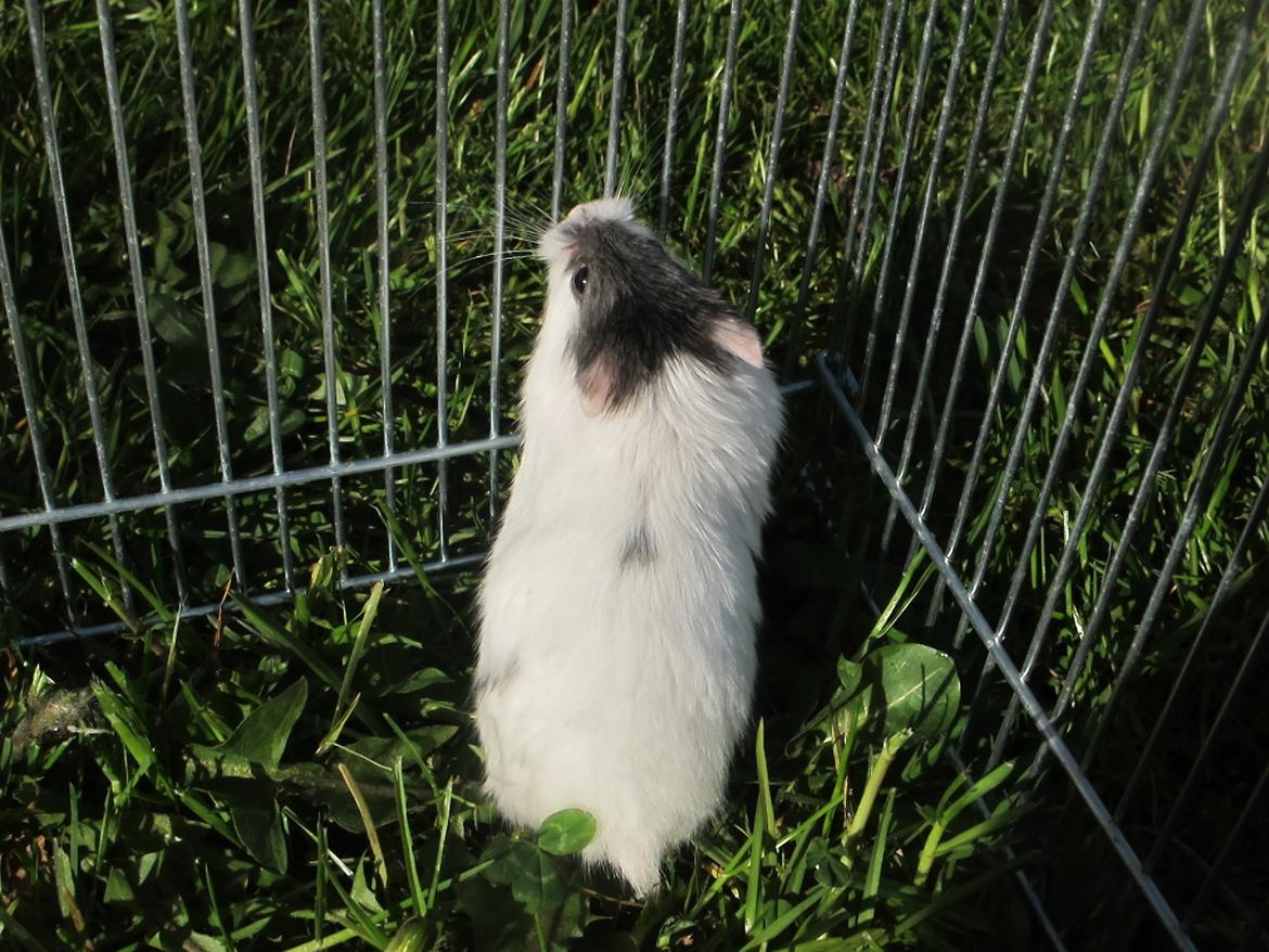 Dværghamster Rico billede 14