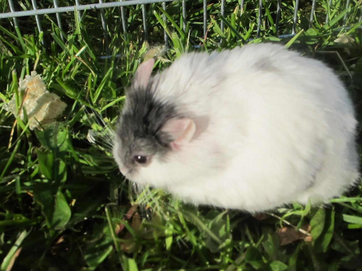 Dværghamster Rico billede 15