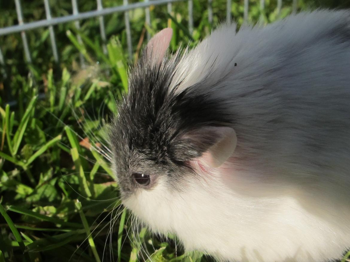 Dværghamster Rico billede 16