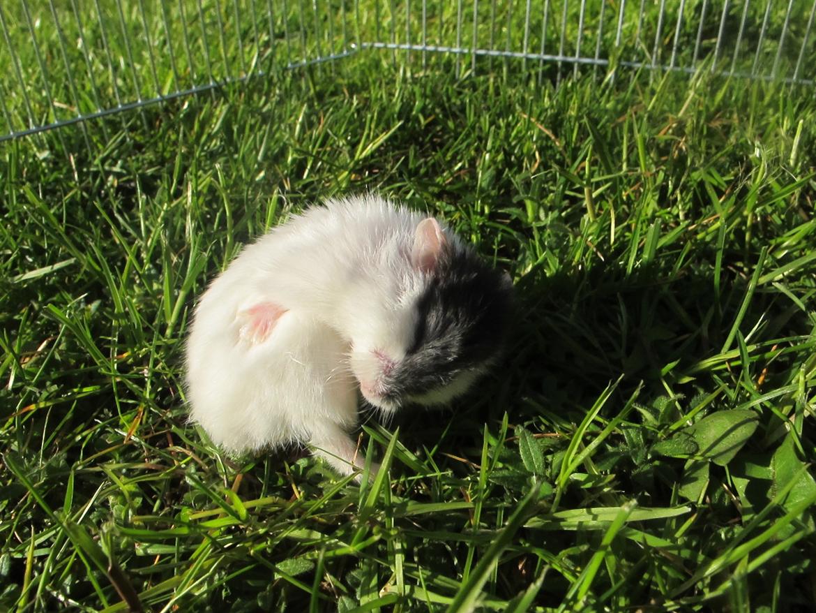 Dværghamster Rico billede 17