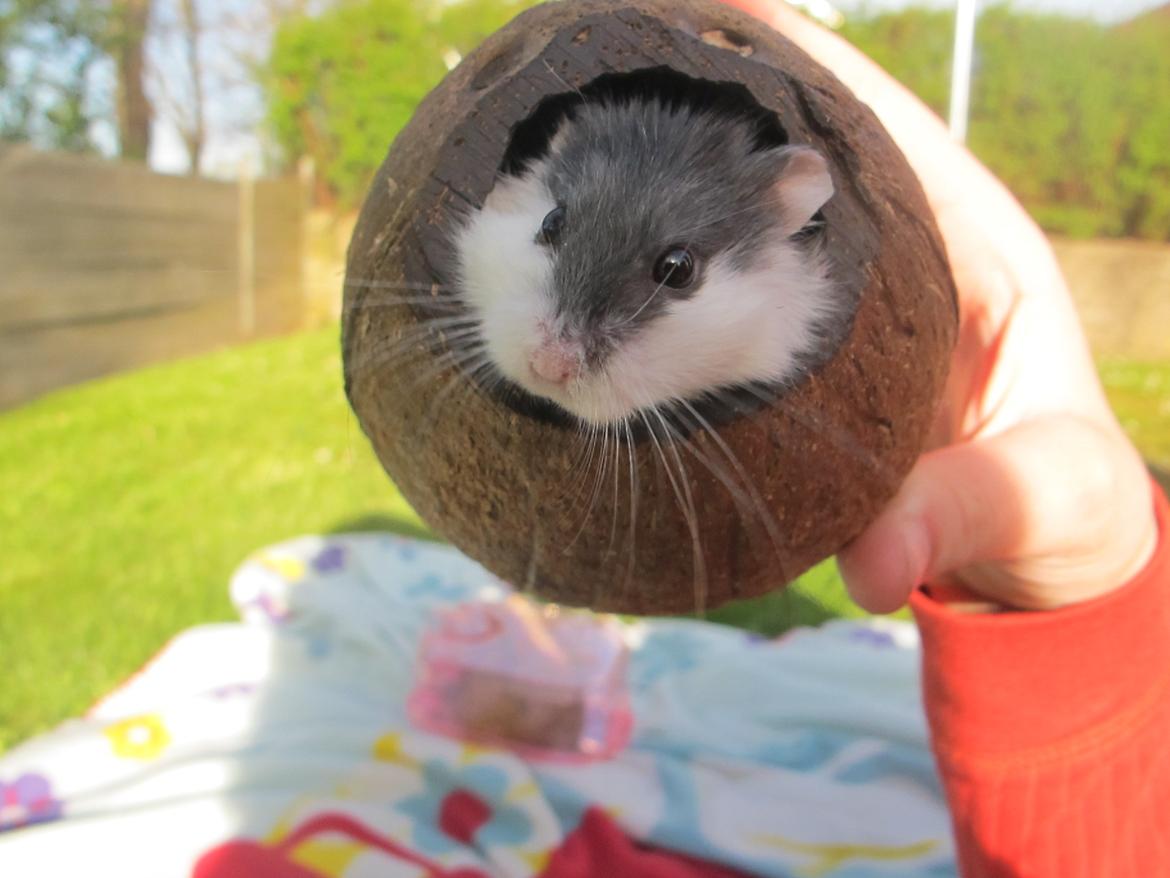 Dværghamster Rico billede 18
