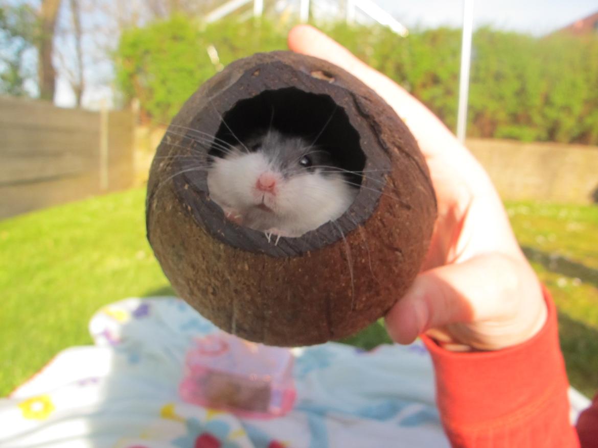 Dværghamster Rico billede 19