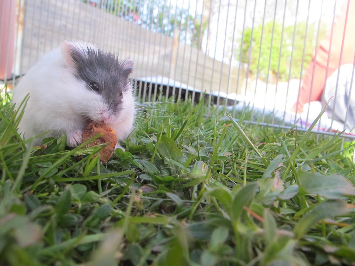 Dværghamster Rico billede 20
