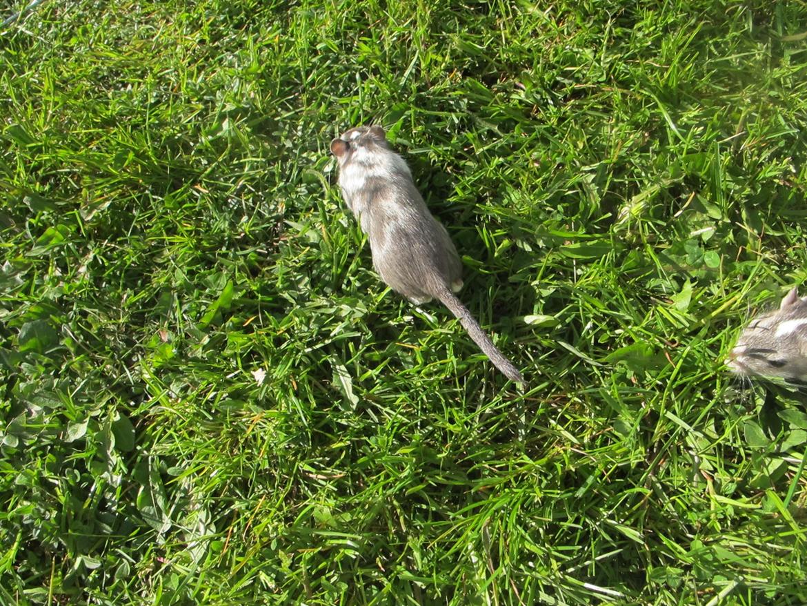 Ørkenrotte Marni billede 6