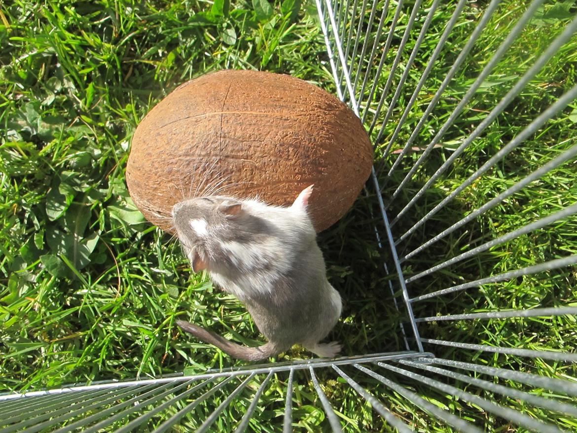 Ørkenrotte Marni billede 7