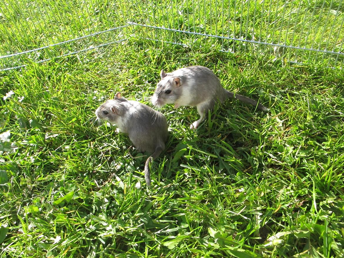 Ørkenrotte Marni billede 8