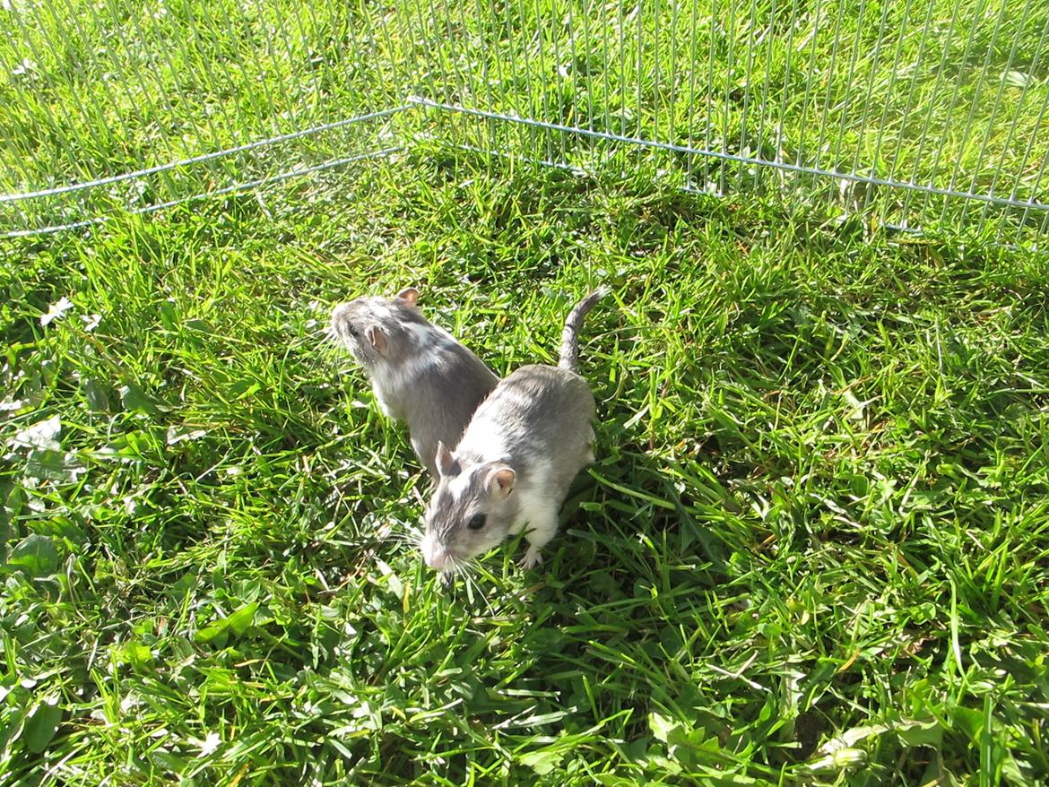 Ørkenrotte Marni billede 9