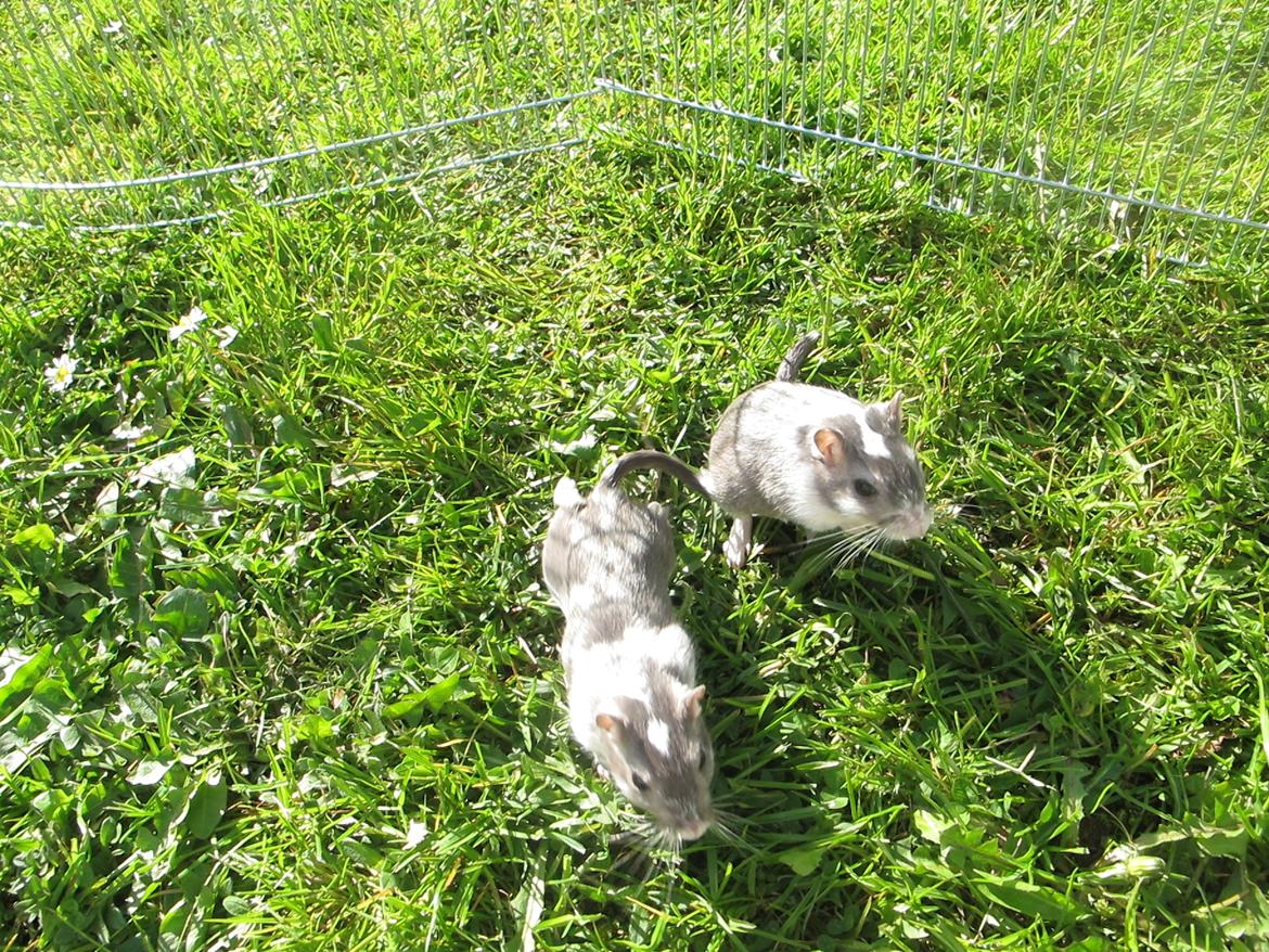 Ørkenrotte Marni billede 10