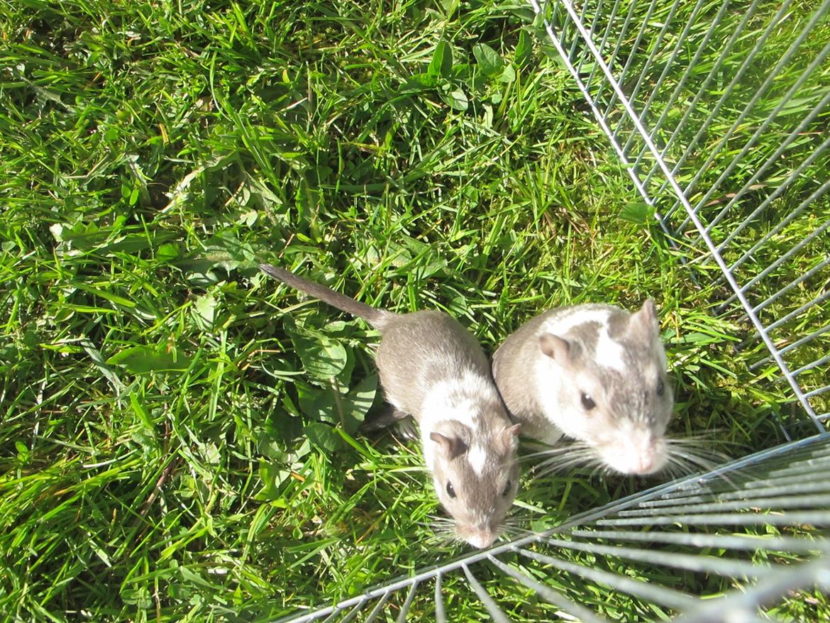 Ørkenrotte Marni billede 11