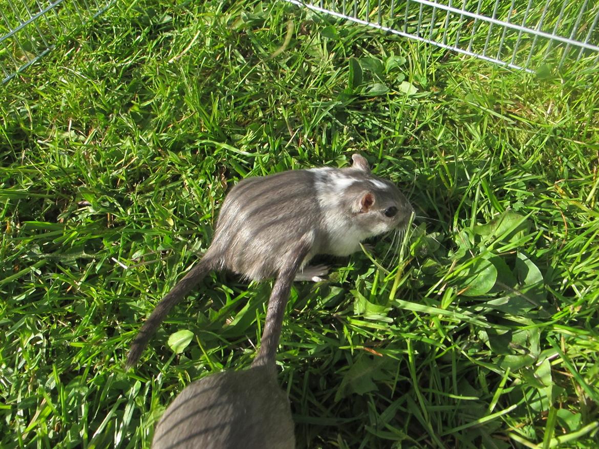 Ørkenrotte Marni billede 12