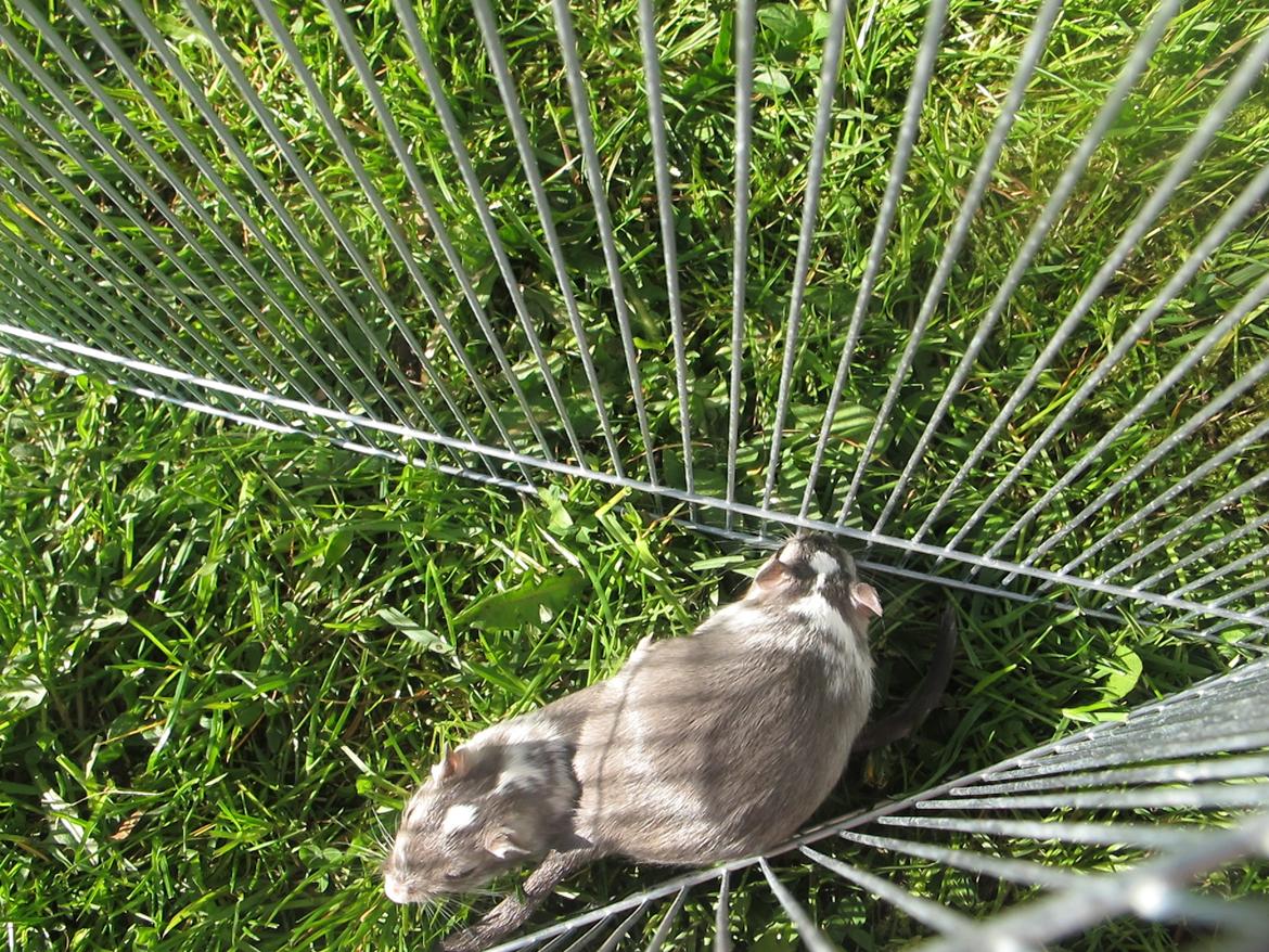 Ørkenrotte Marni billede 13