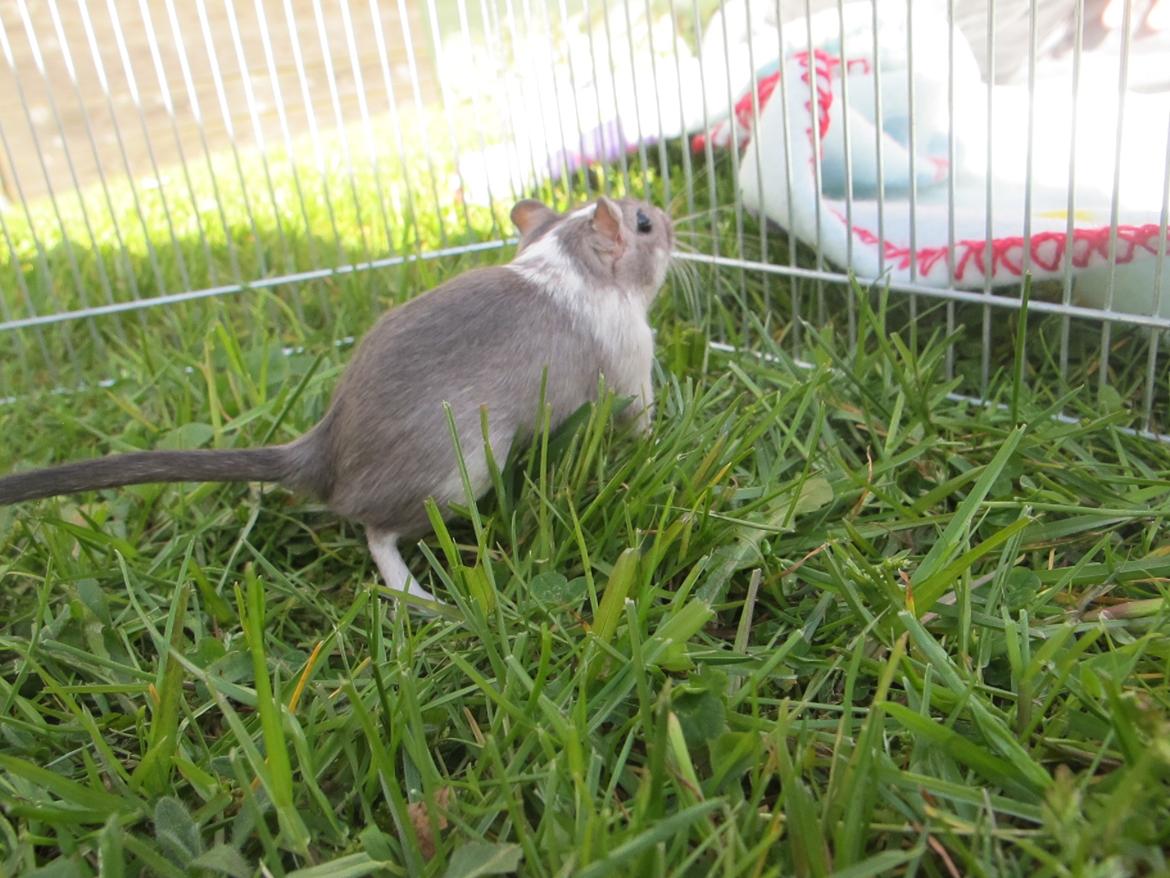 Ørkenrotte Marni billede 14