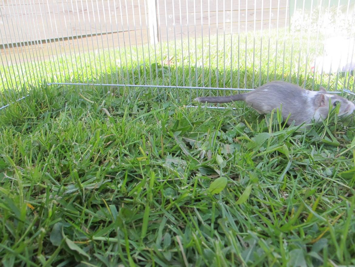 Ørkenrotte Marni billede 15