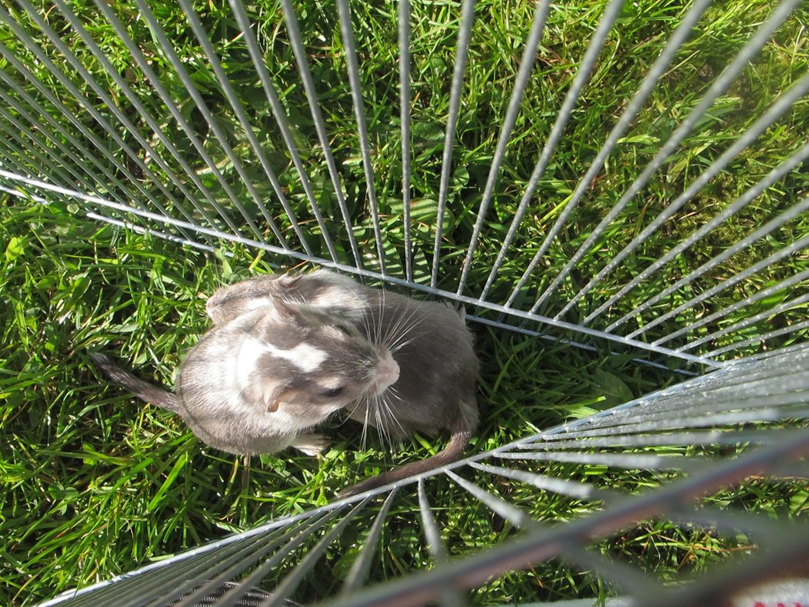 Ørkenrotte Nelly billede 8