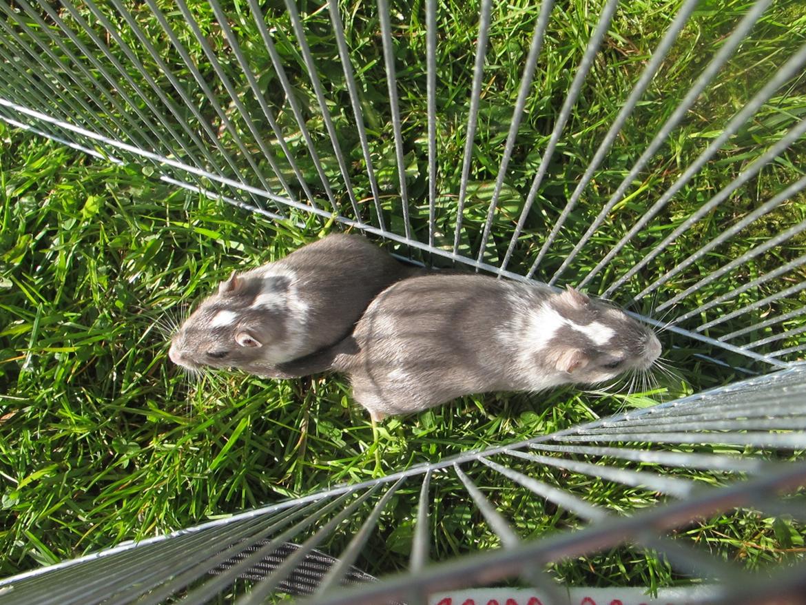 Ørkenrotte Nelly billede 9