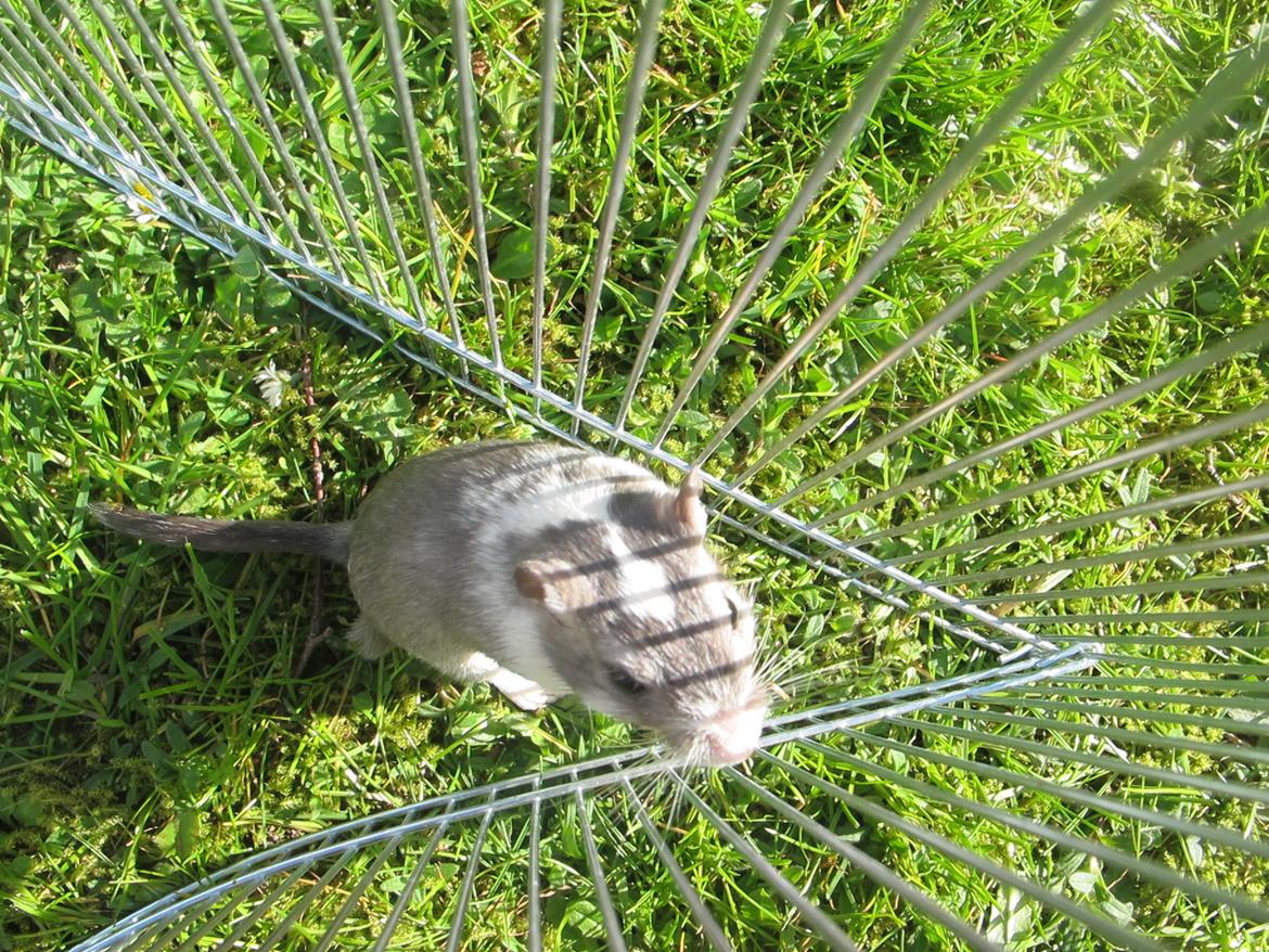 Ørkenrotte Nelly billede 10