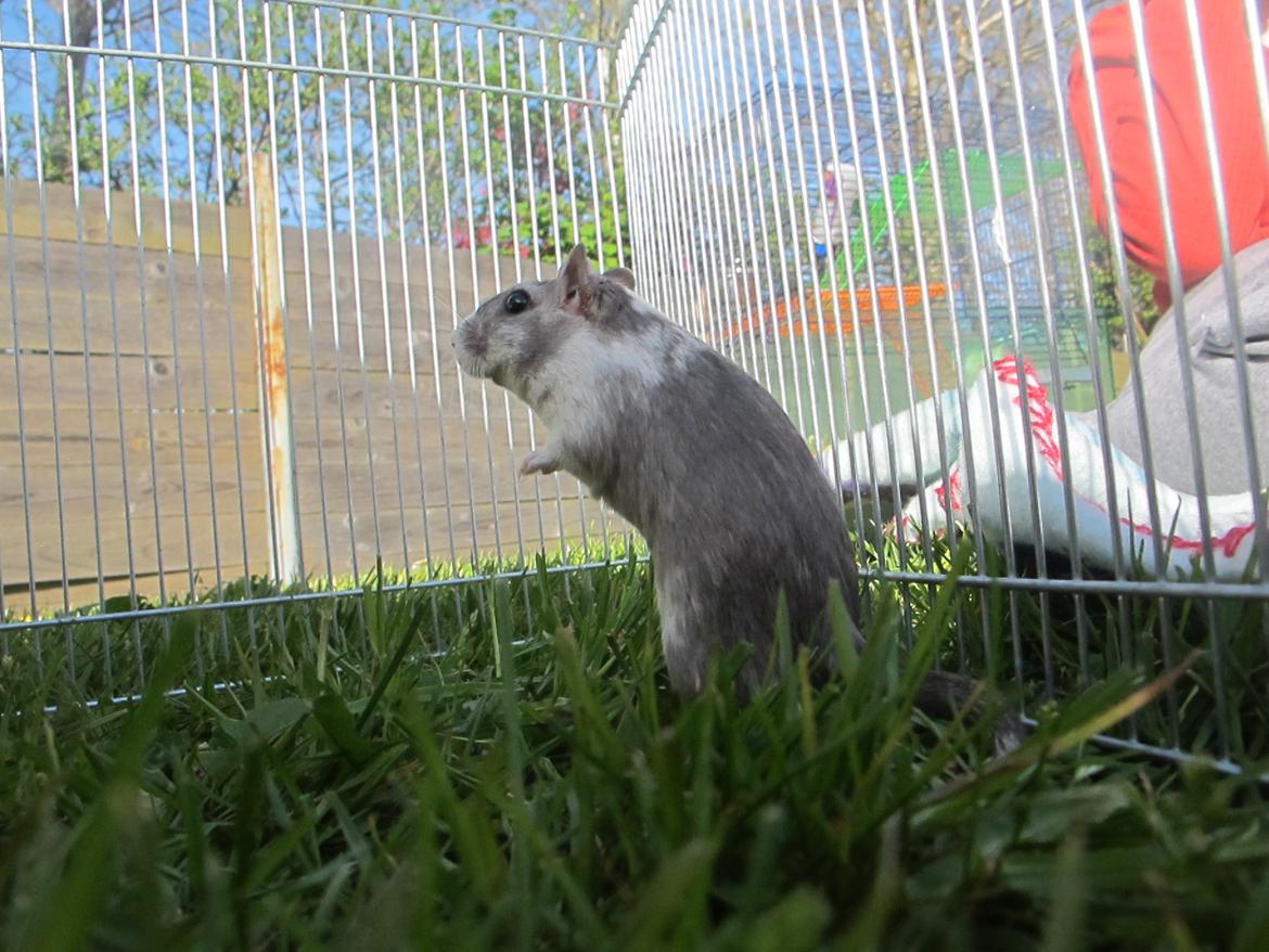 Ørkenrotte Nelly billede 12