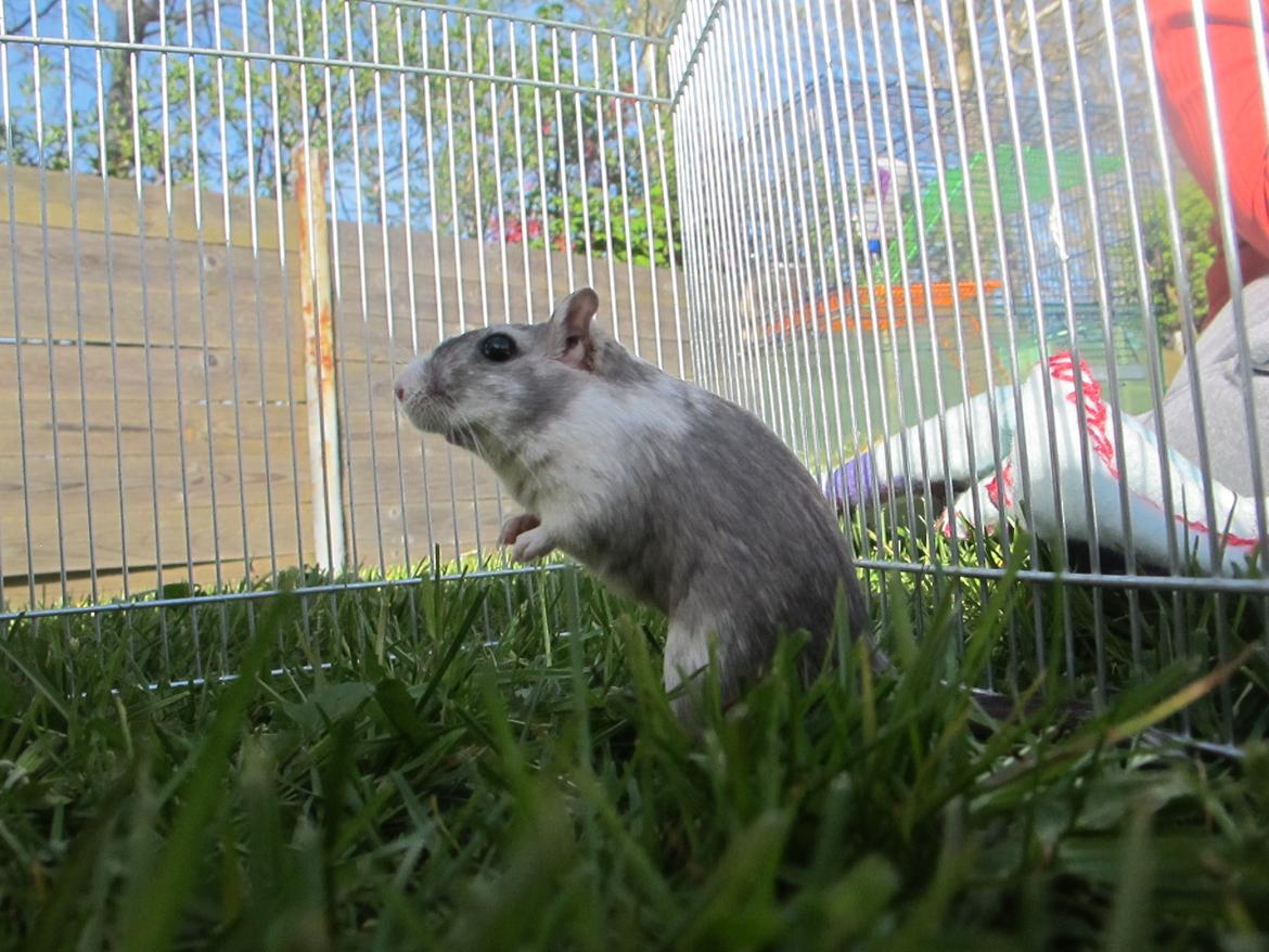 Ørkenrotte Nelly billede 13