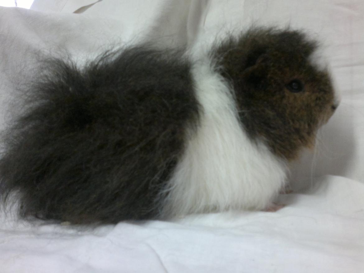 Marsvin Koudals Alexander - Koudals Alexander billede 1