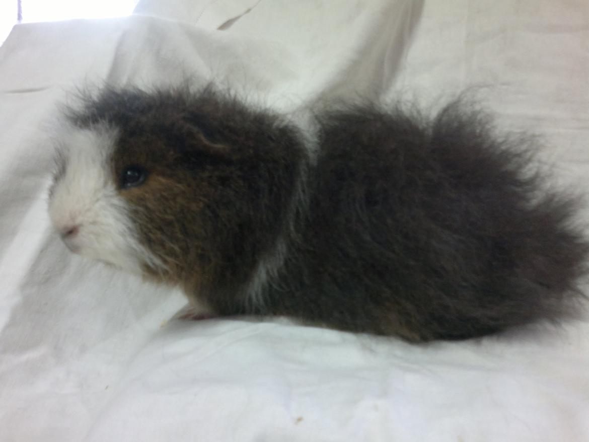 Marsvin Koudals Alexander billede 2