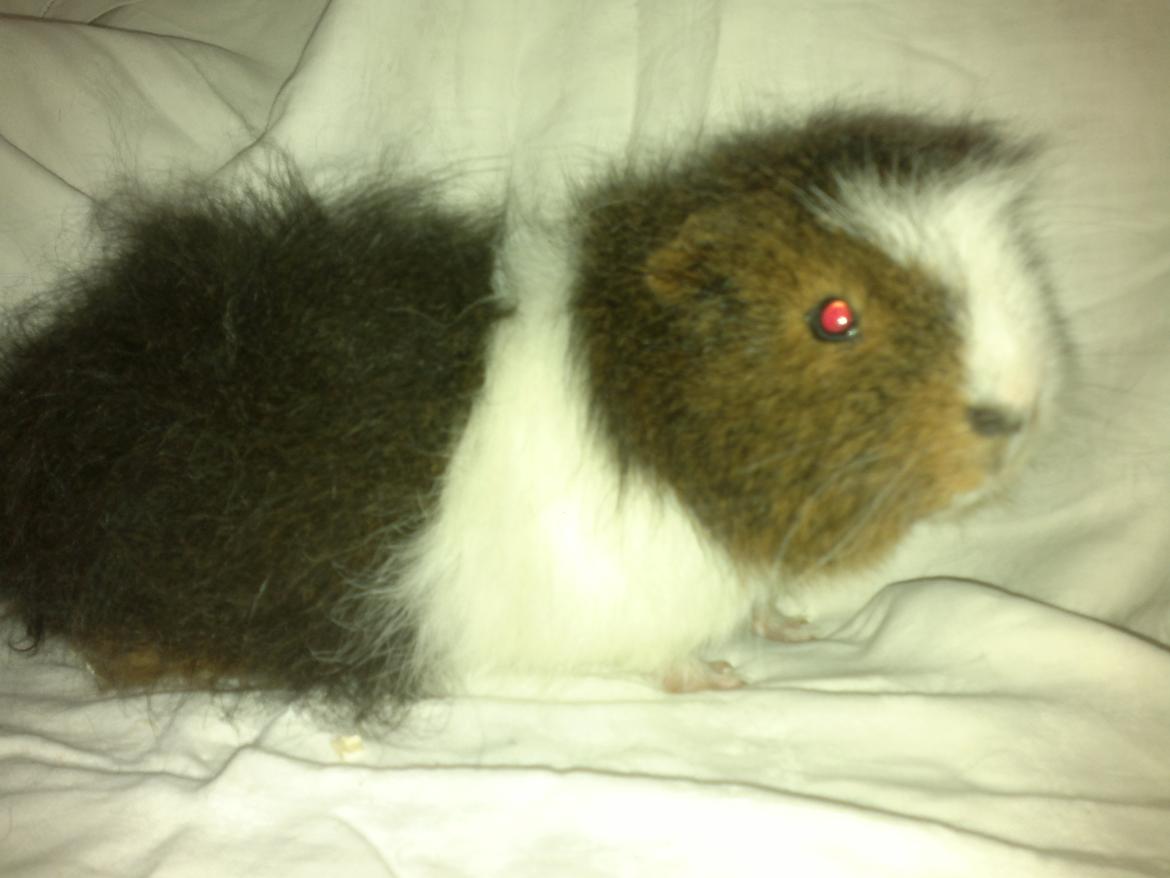 Marsvin Koudals Alexander billede 3