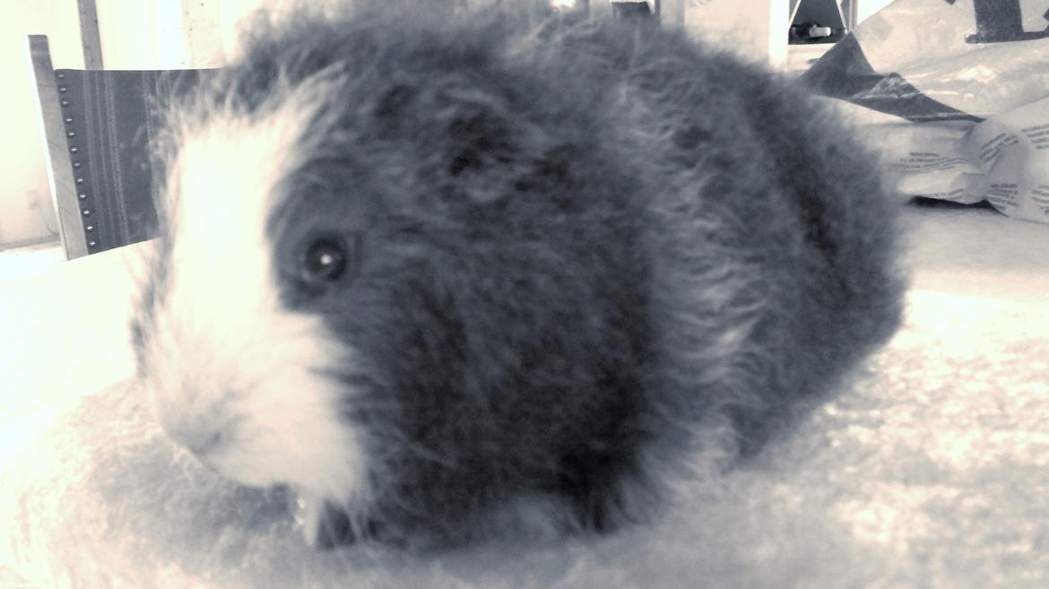 Marsvin Koudals Alexander billede 4