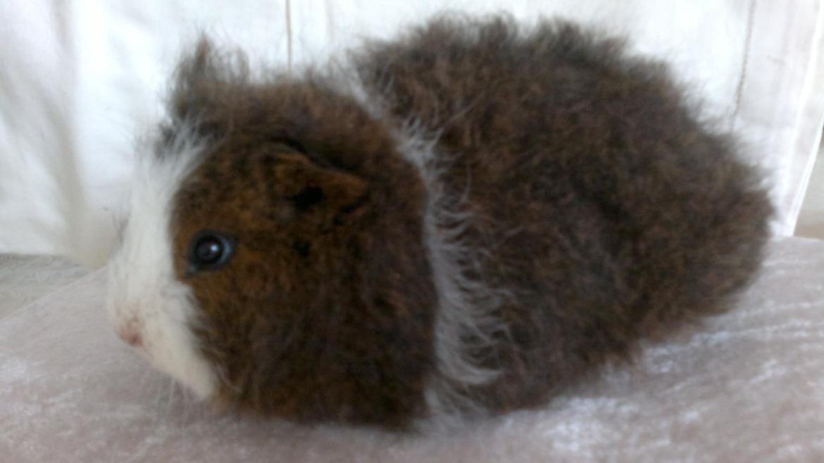 Marsvin Koudals Alexander billede 5