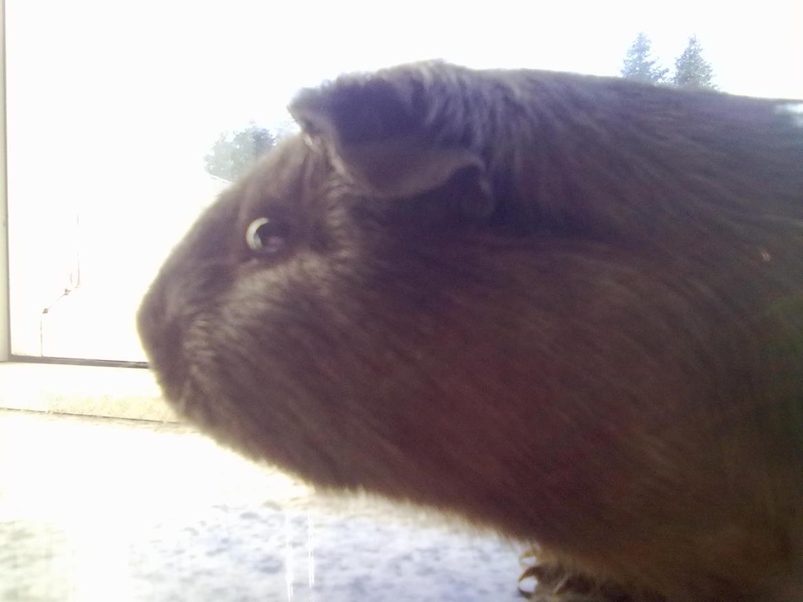 Marsvin trøffel billede 2