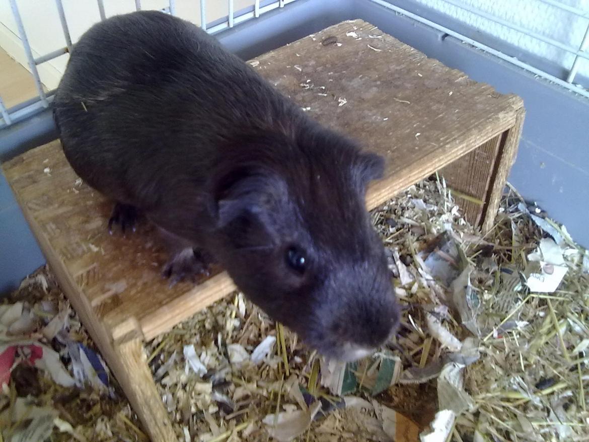 Marsvin trøffel billede 3