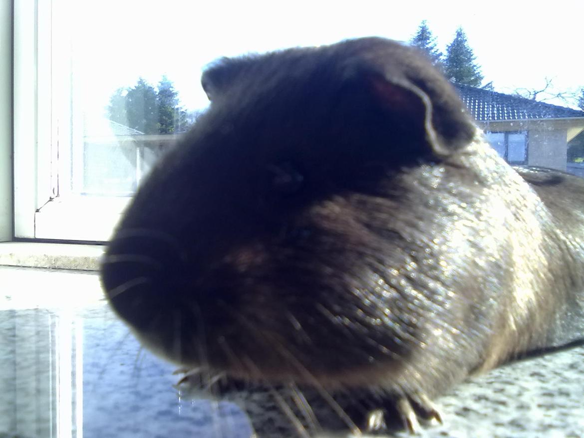 Marsvin trøffel billede 5