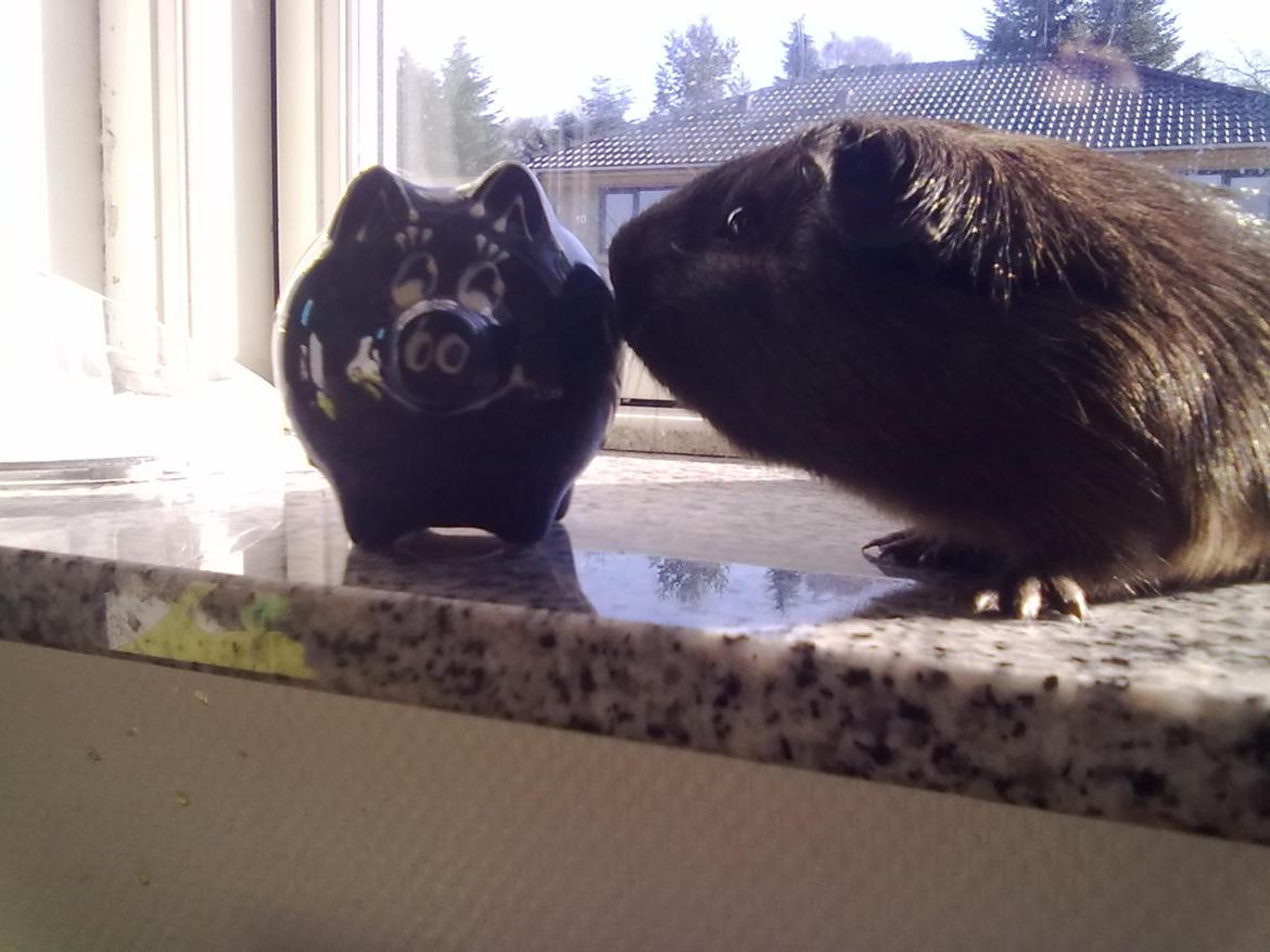 Marsvin trøffel billede 6