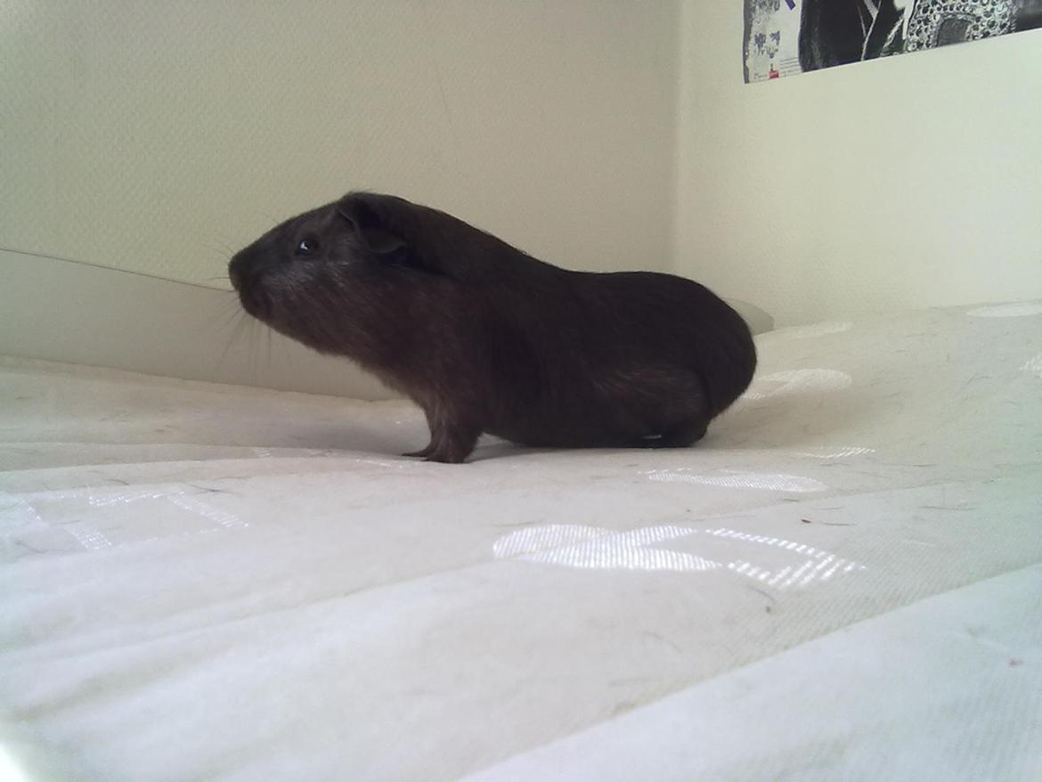 Marsvin trøffel billede 7