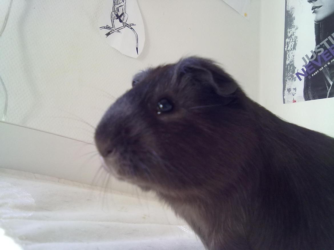 Marsvin trøffel billede 8